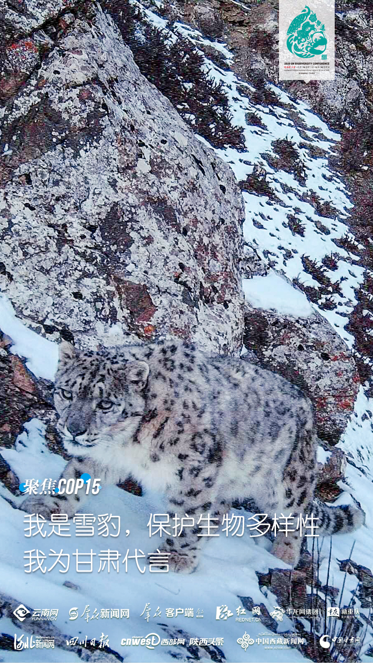 「聚焦生物多样性保护,我代言」雪豹:"雪山之王"酷爱极高山