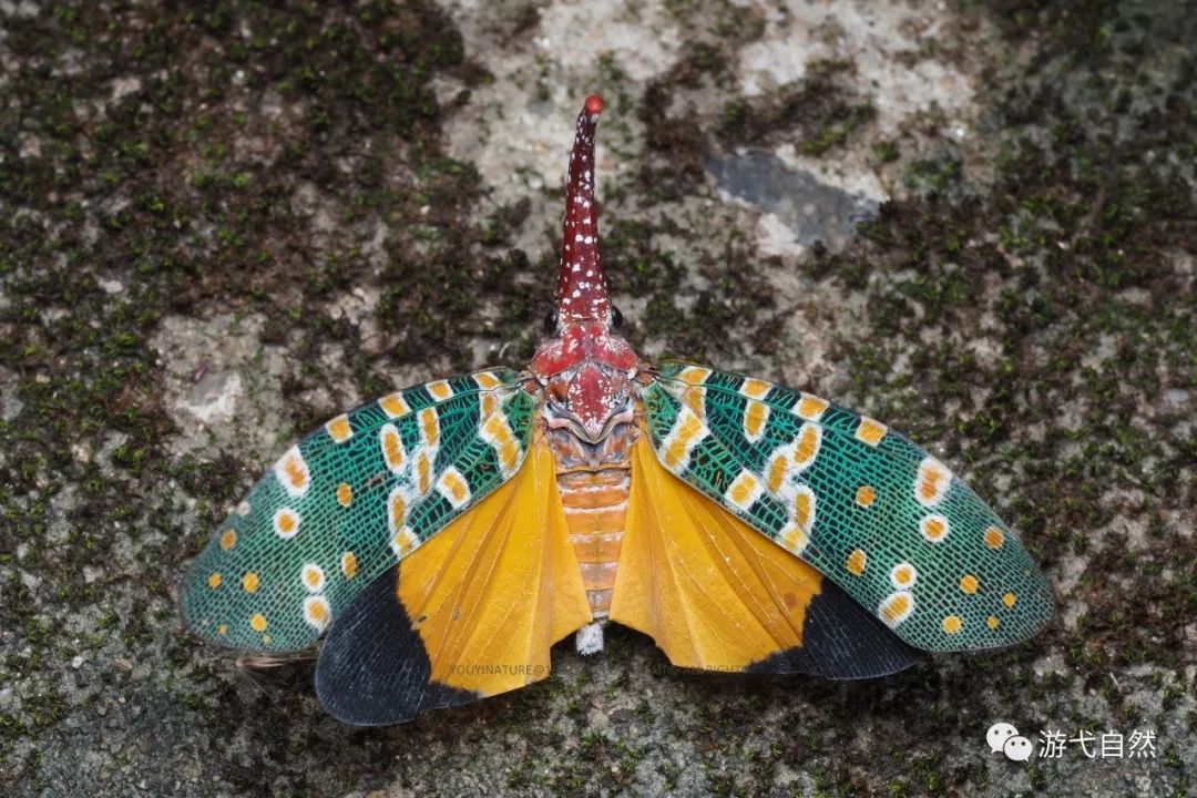 昆虫调查|金牛山昆虫1000种