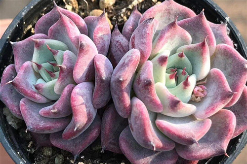 多肉品种:金辉,丽娜莲,九轮塔,稚儿姿,沙罗姬牡丹