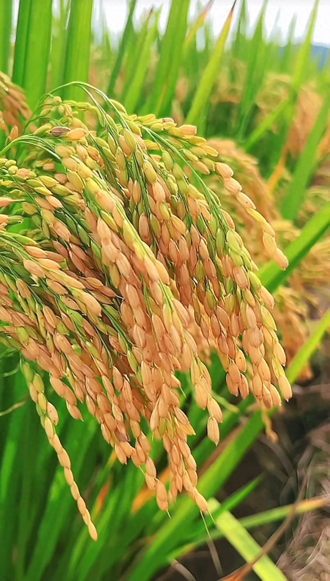 稻穗壁纸,稻田成熟啦,一片片金黄的稻田闪烁着熠熠生辉的光芒