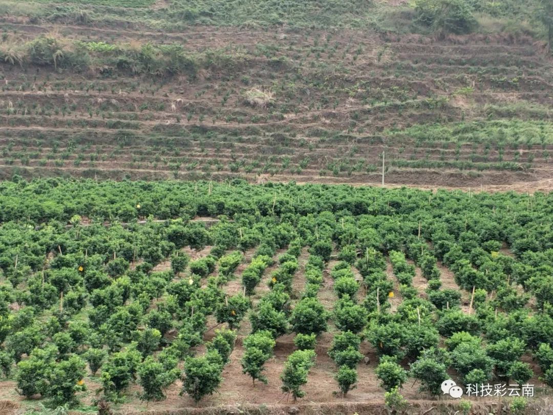 沙糖桔种植示范