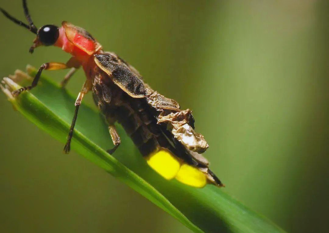 萤火虫发光的奇妙过程详解