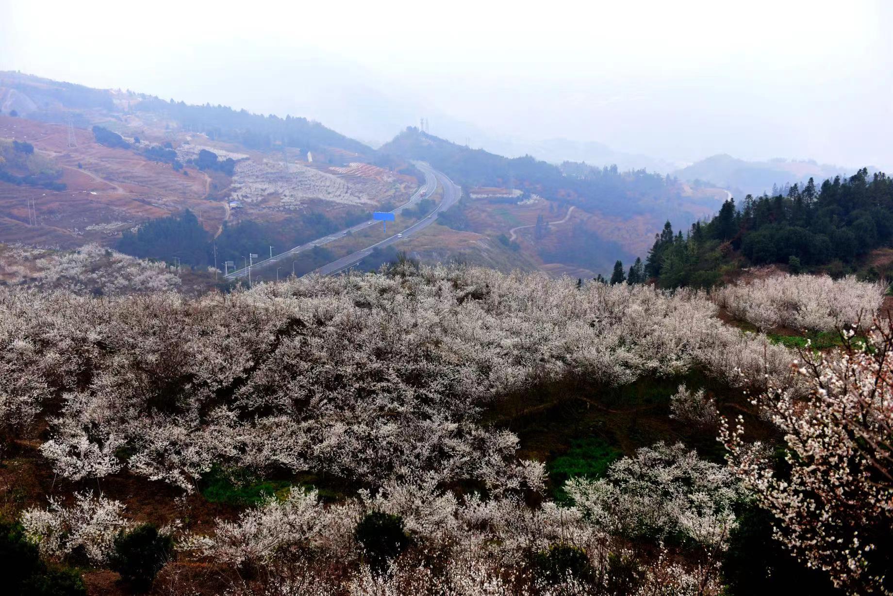 水城区发耳镇"共赴花季之约 共赏'春雪'之美 樱桃花节开幕