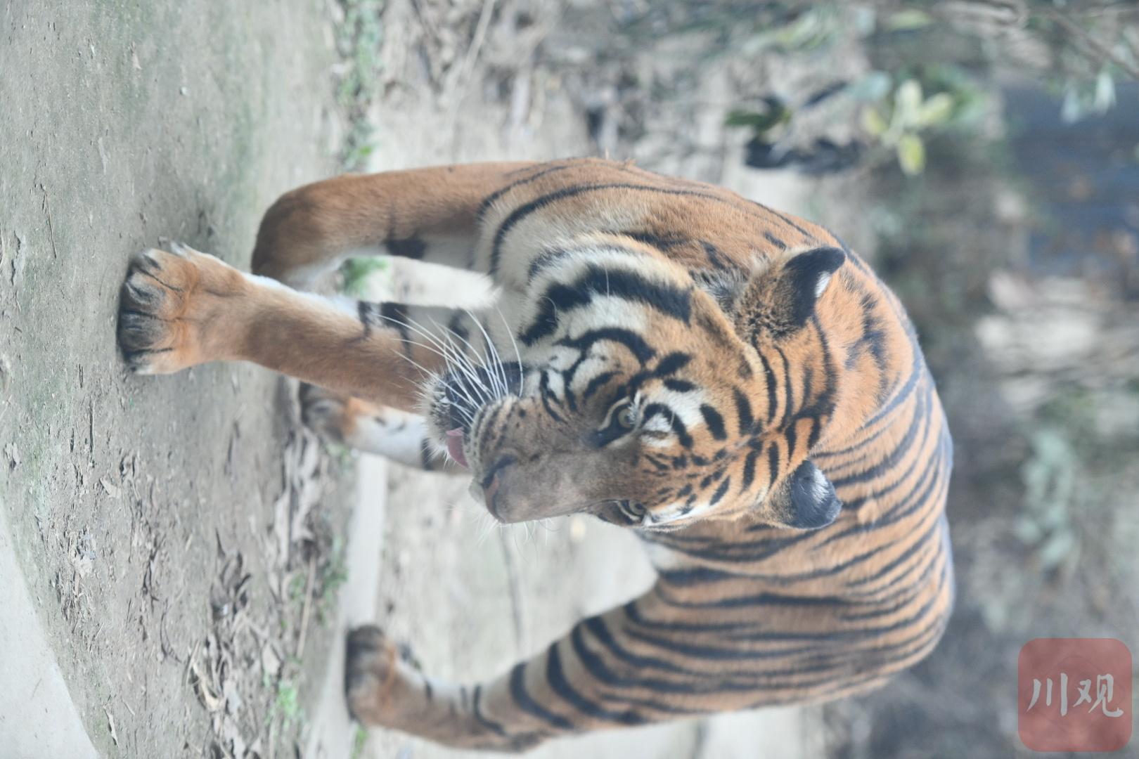 川虎生福 农历虎年将至成都动物园一睹"虎威"
