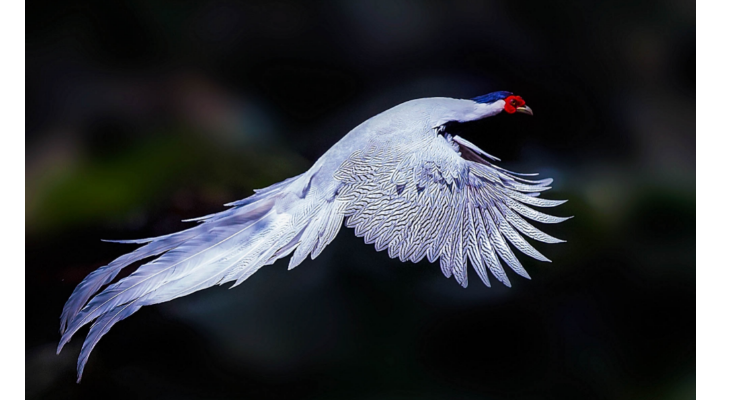 白娴鸟是几级保护动物