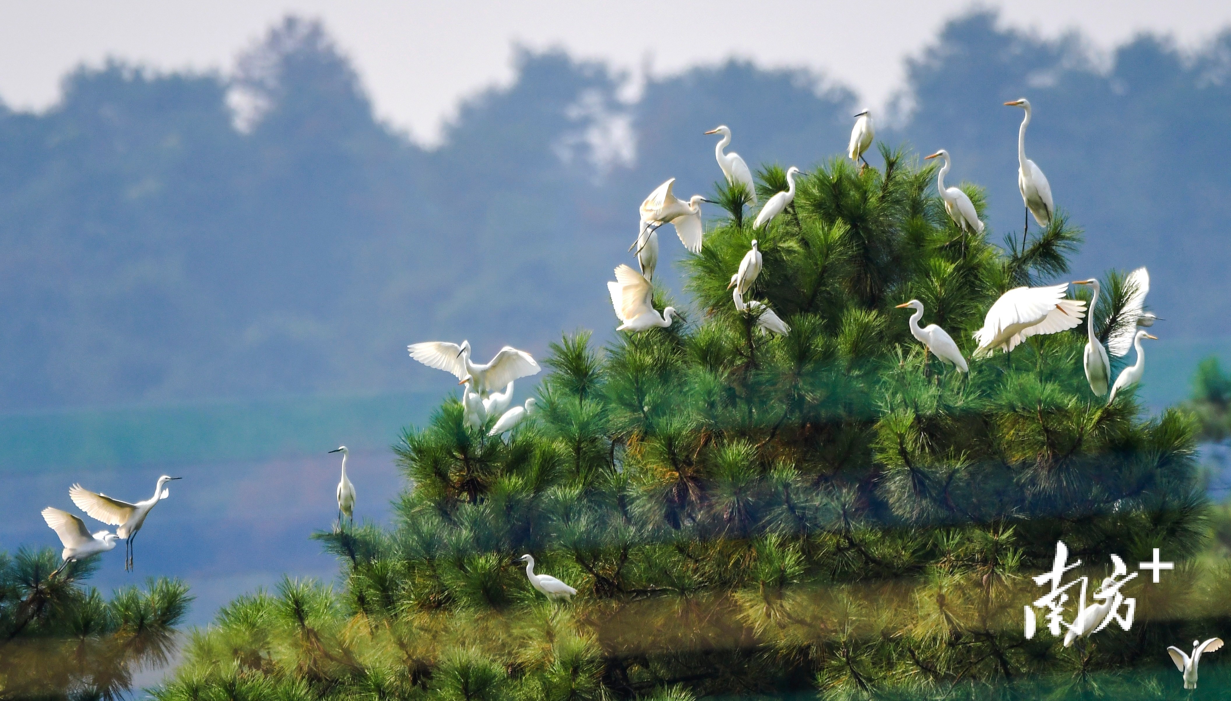 一大波美图来袭!全国生态日,一起欣赏广东生灵万物之美