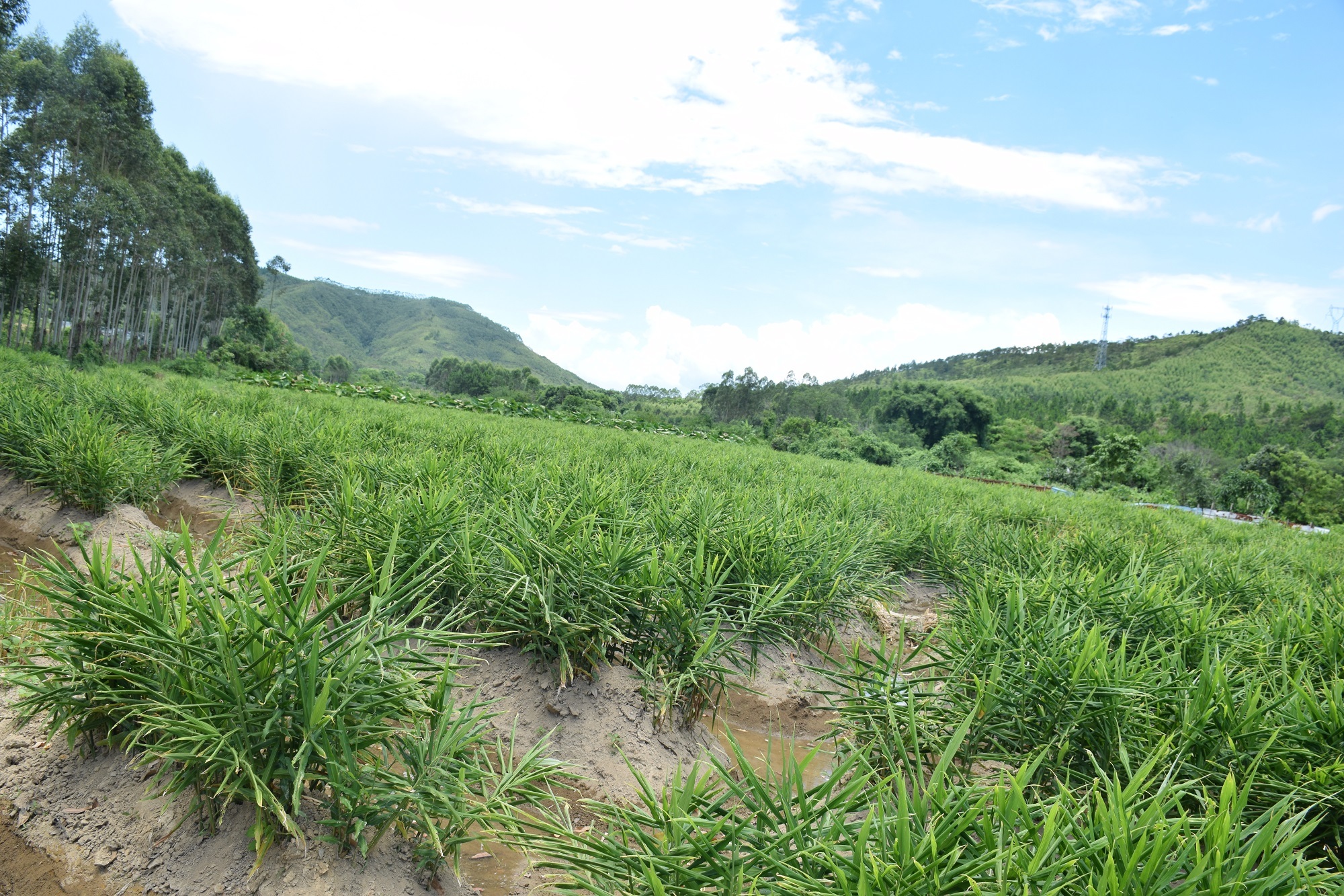 乡村产业"百花齐放"!海丰县平东镇高质量发展步稳蹄疾