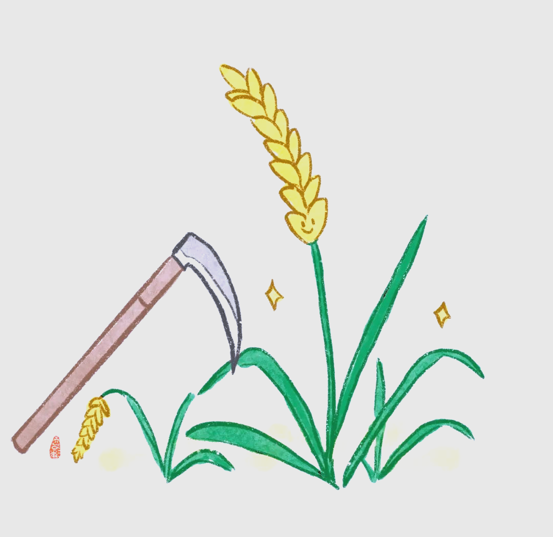 水稻生长全攻略:从播种到收割的艰辛历程