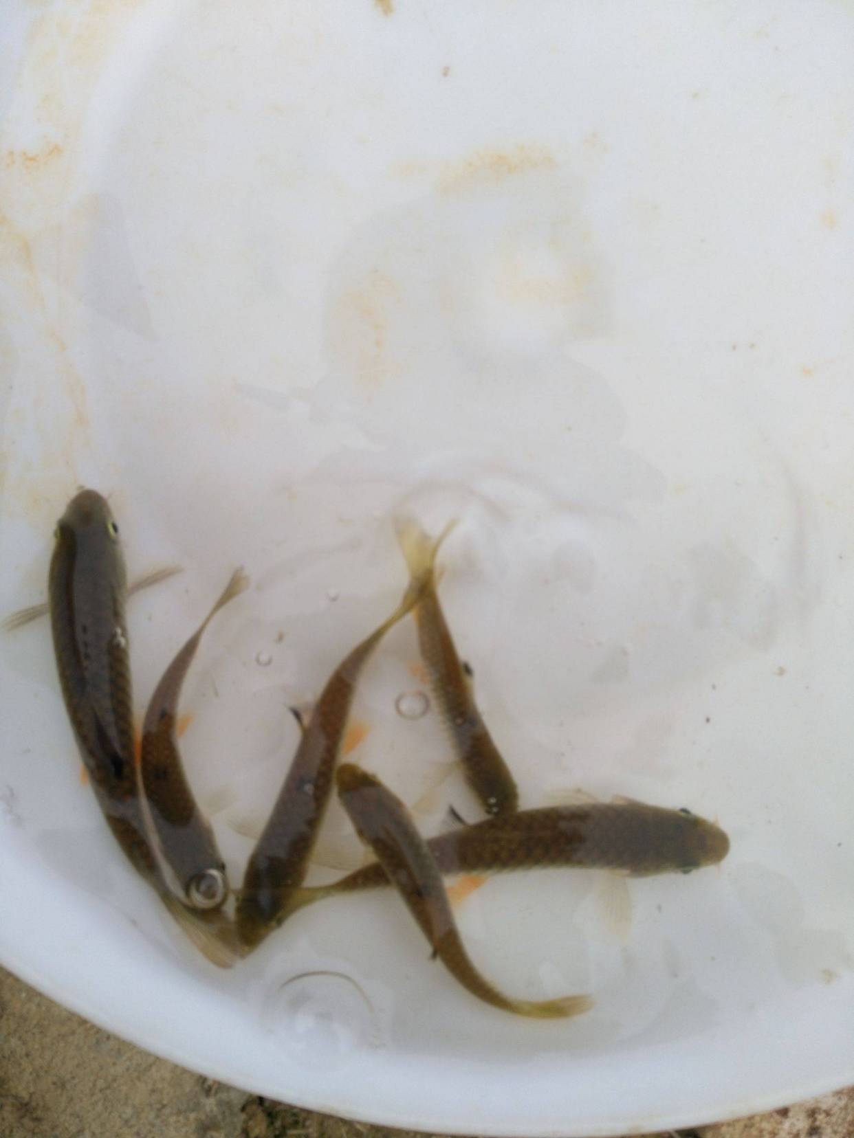 黑脊倒刺鲃苗种培育技术探究