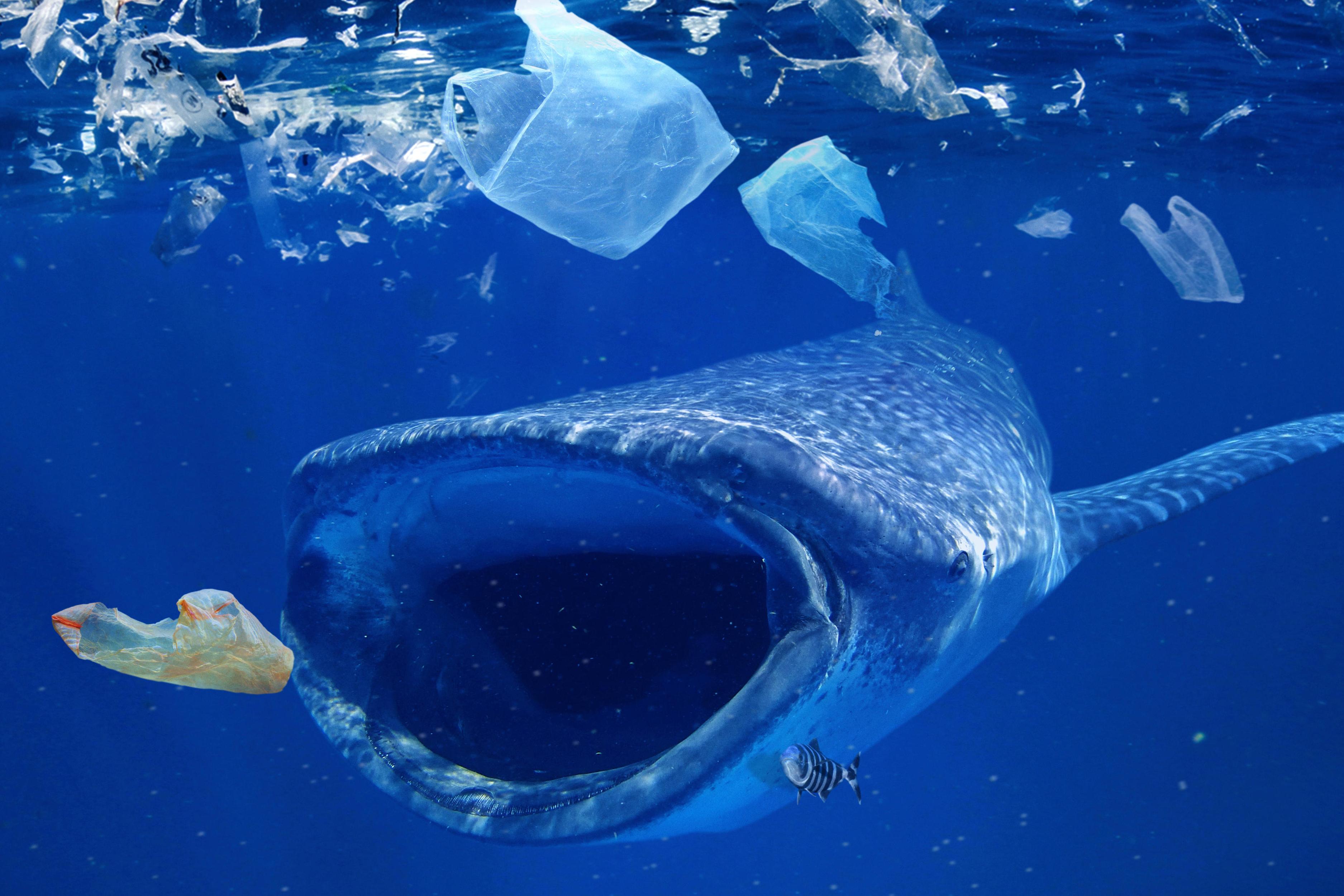 每天1000万粒!研究发现,鲸鱼吃下过多微塑料,变得愈加营养不良