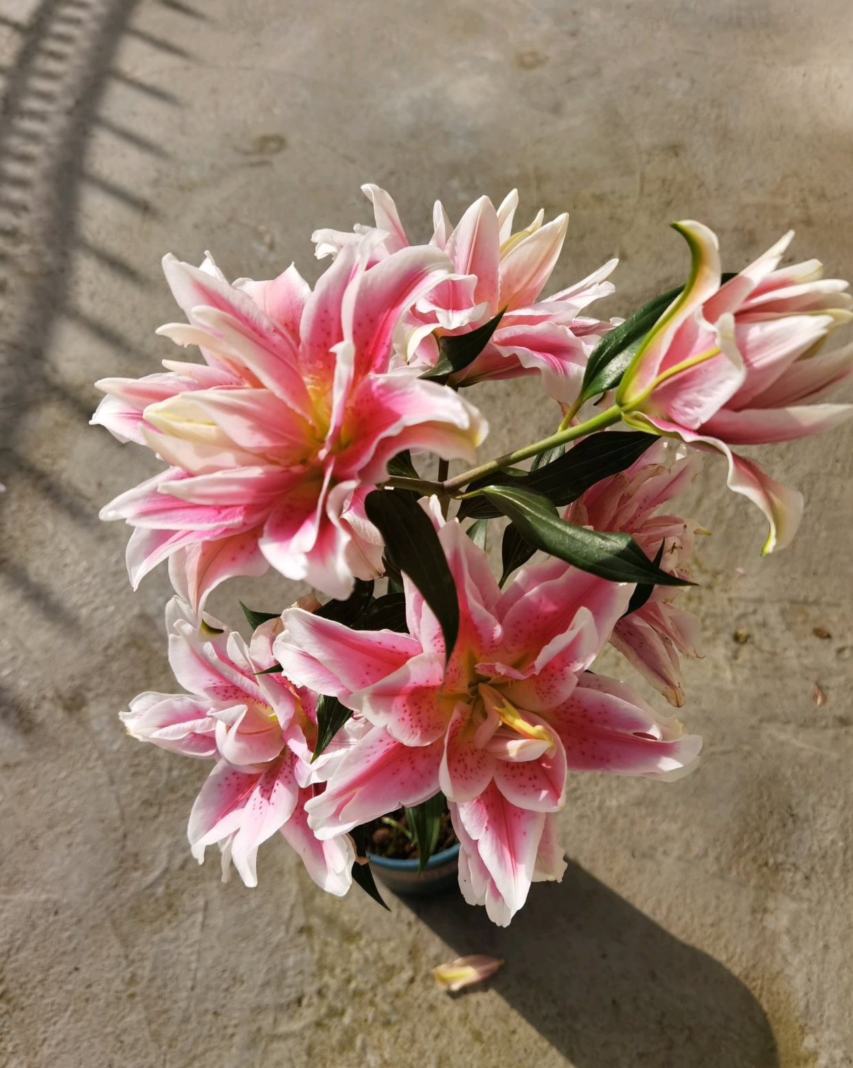 重瓣香水百合花"伊莎贝拉"—花大色美香气浓,封闭阳台也能种