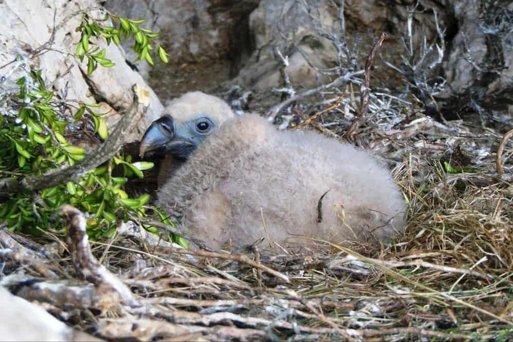 刚出生就秃头了,秃鹫宝宝说我也不想呀,关于小秃鹫的八个冷知识