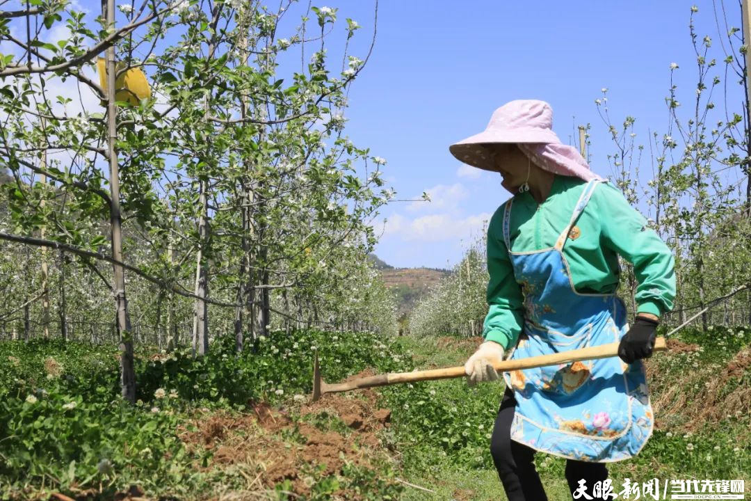 威宁猴场镇:苹果花开兆丰年