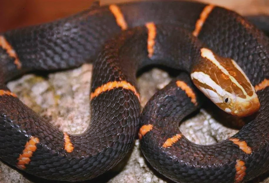 白头蝰:一种具管牙的毒蛇,分布于中国南部及东南亚地区