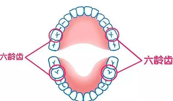 家長們注意啦!孩子的這顆牙終生不換