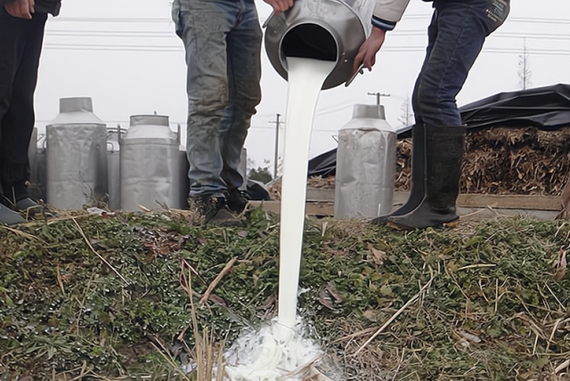 大量牛奶被倾倒:美国奶农的尴尬困境