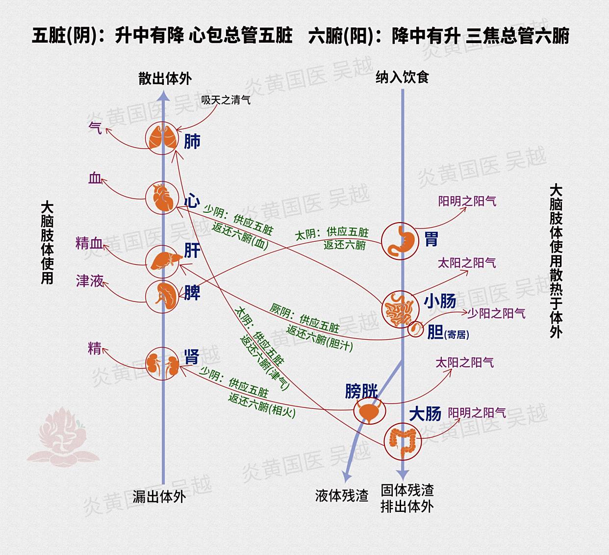 《伤寒论》"六经病欲解时"隐含的奥秘