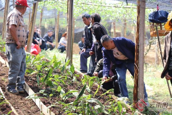 山水家园 甜蜜屏边丨白云乡:特色产业"焕新生" 绘就乡村振兴画卷