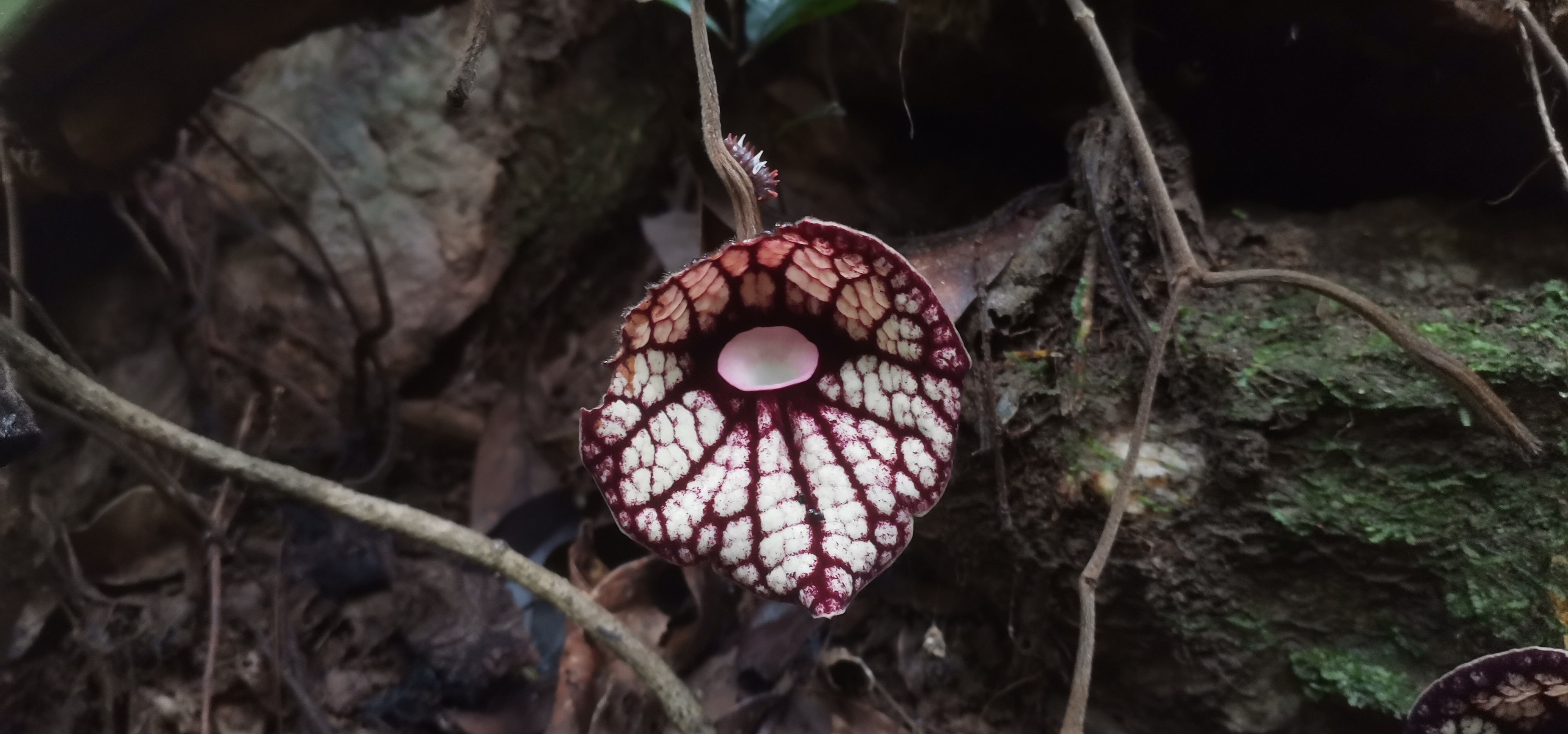 终于看到广防己开花,长得太好看了,我见犹怜