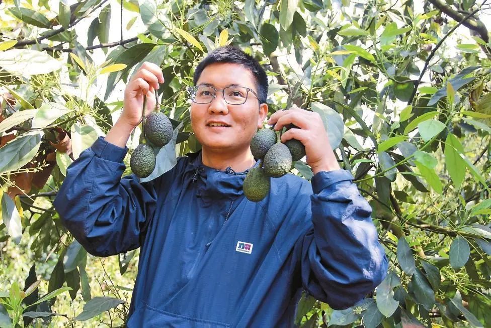 云南日报头版报道普洱孟连新农人大萌牛油果香创业忙