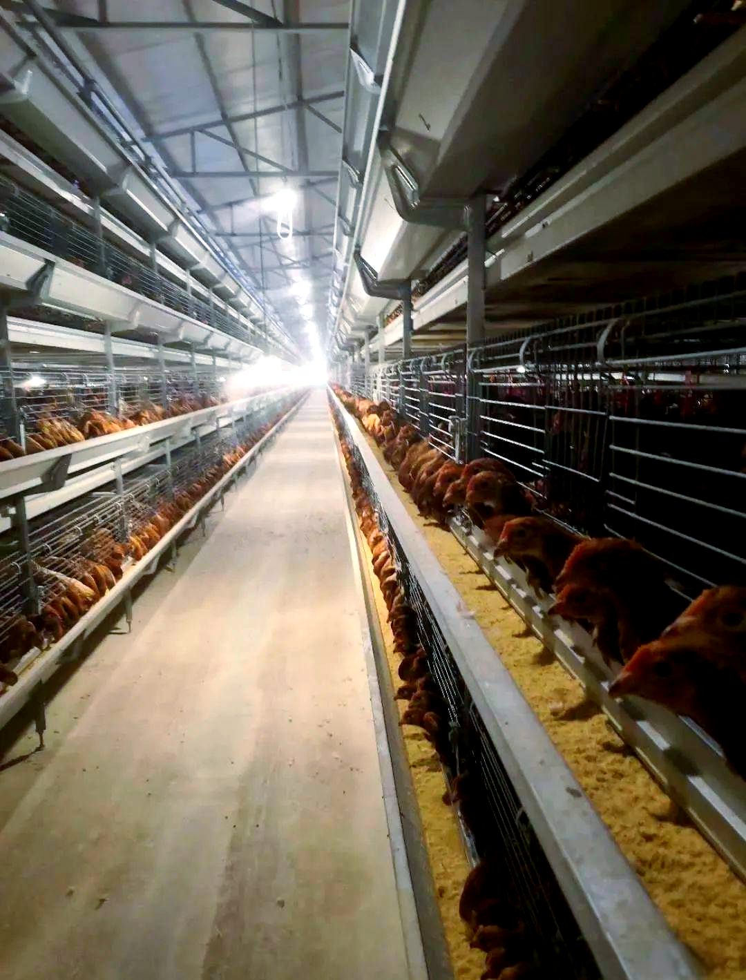 秋季蛋鸡鸡舍通风管理的操作要点与注意事项