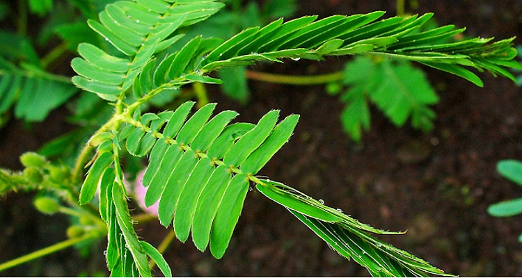 含羞草的花語和寓意