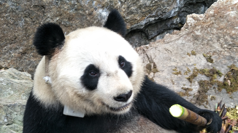 首次野外产子的人工圈养大熊猫乔乔,2013年在野外被救助