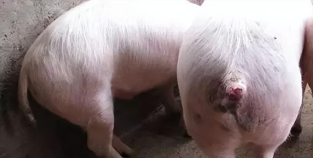 猪为啥会咬尾巴?猪咬尾怎么办?