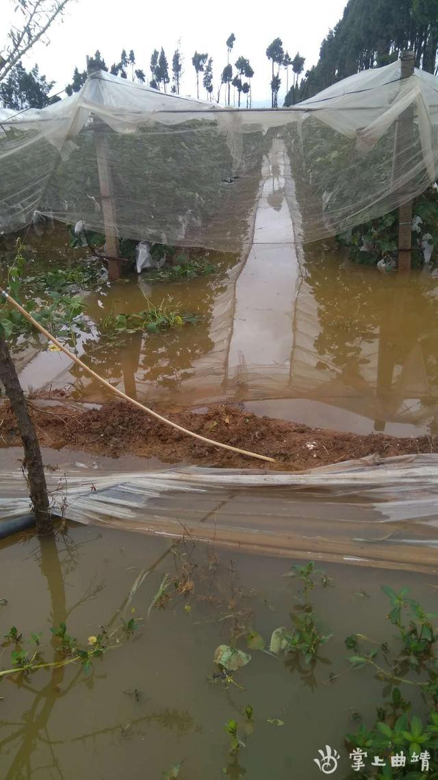 持续降雨致陆良华侨管理区近千亩农田受灾