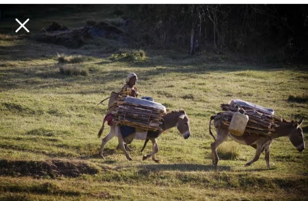 从未走出非洲的古老民族—闪族