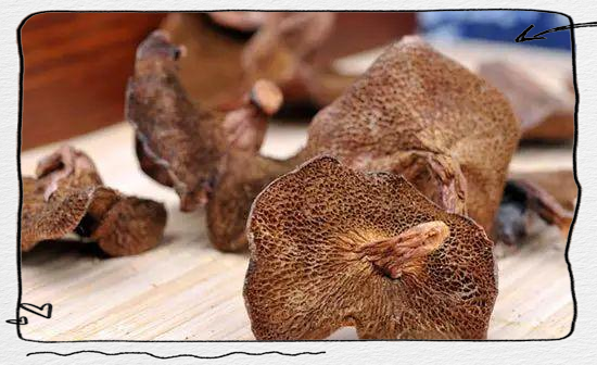 松蘑:一种无法人工培植的珍贵野生菌类