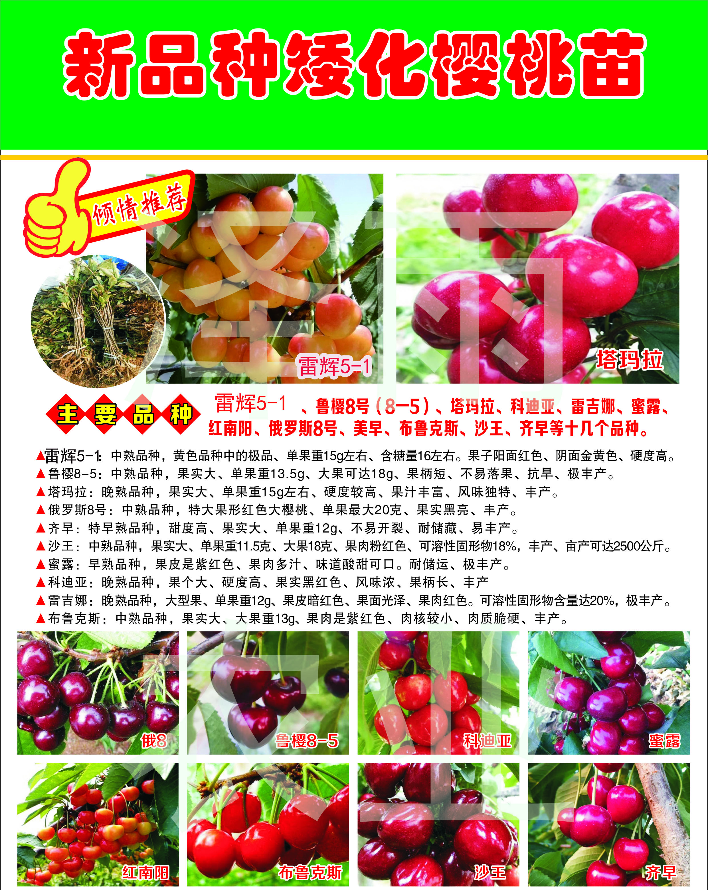 提高沙王樱桃树坐果率的技术介绍