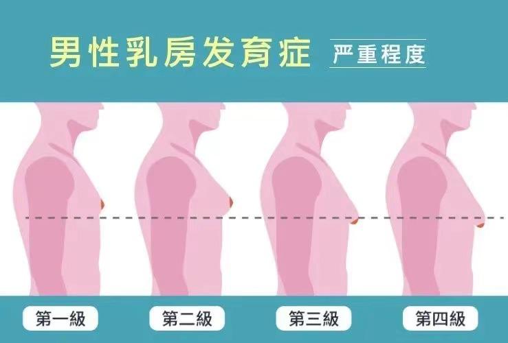 男性乳腺结构图片