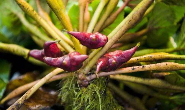 国家Ⅱ级濒危珍稀植物:四角刻叶菱(细果野菱)