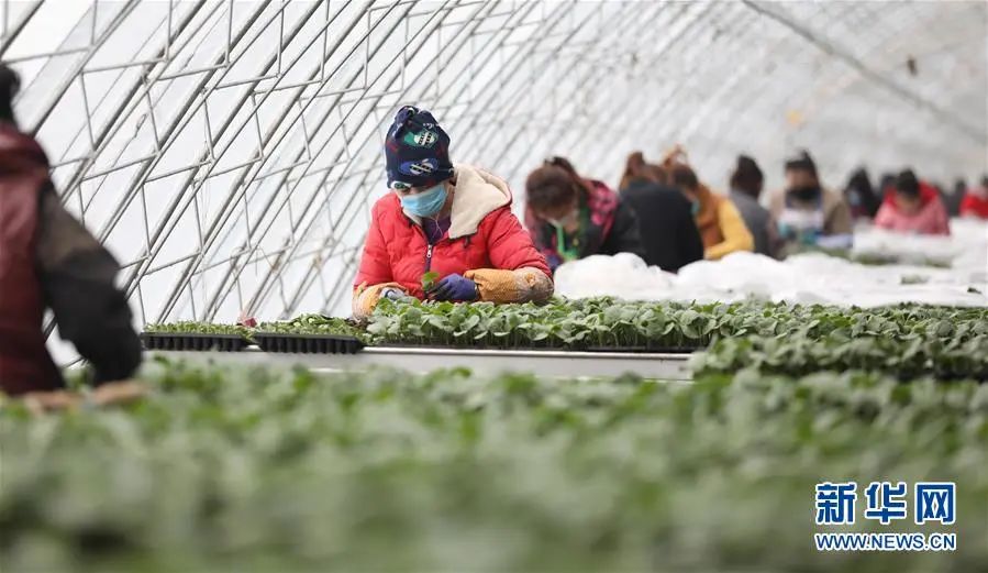 辛贤:加快从农业大国向农业强国迈进