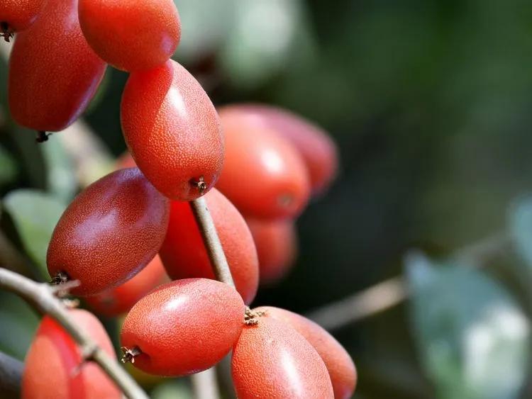 农村一种羊奶果,被称为"浆果之王",只可惜现在人不懂它的价值