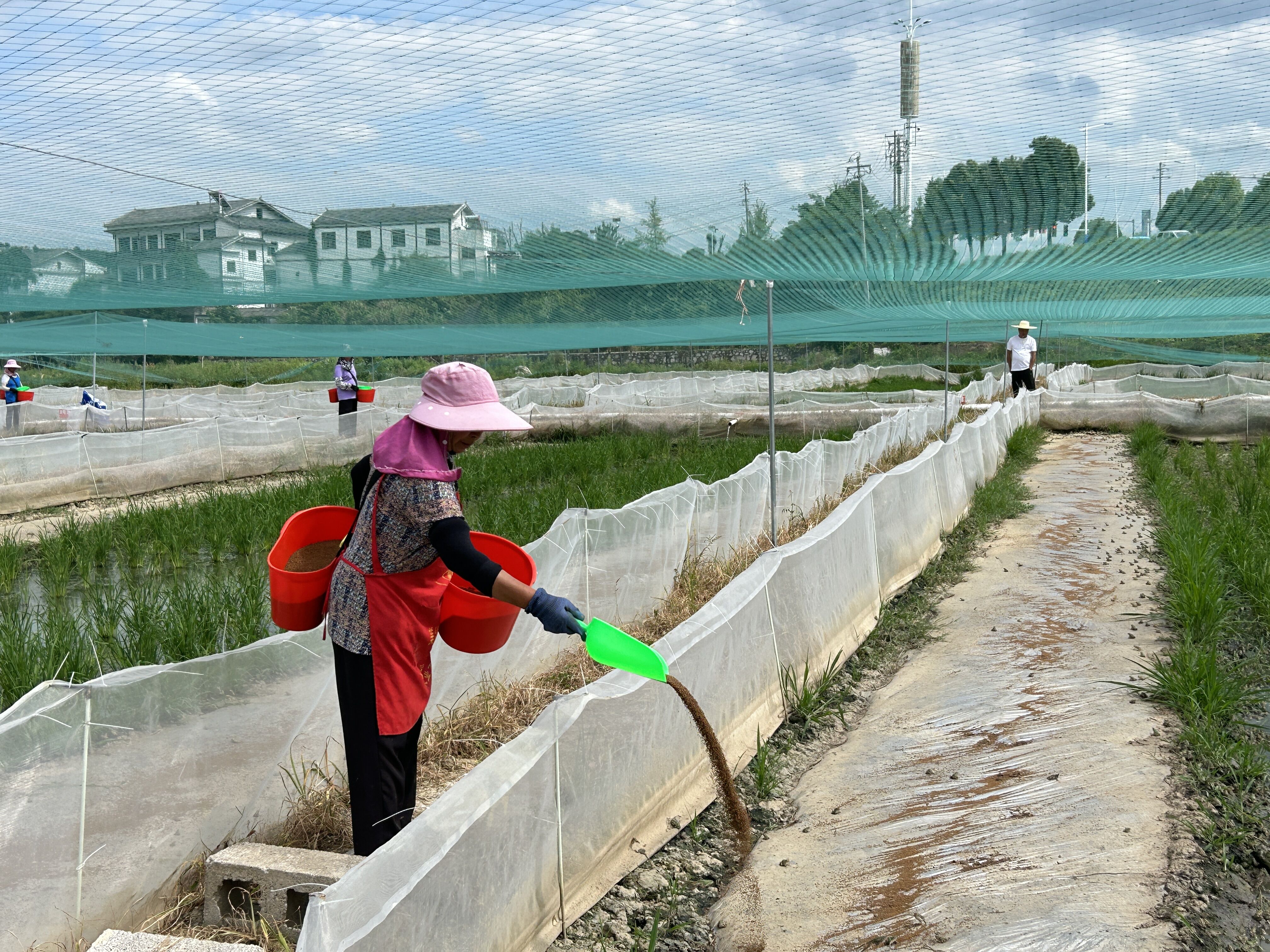 惠水:稻田养鱼又养蛙 一田产值加又加