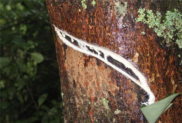 少见的"咬人树",碰了疼痒难耐,嫩芽冒充香椿芽卖,认识不吃亏