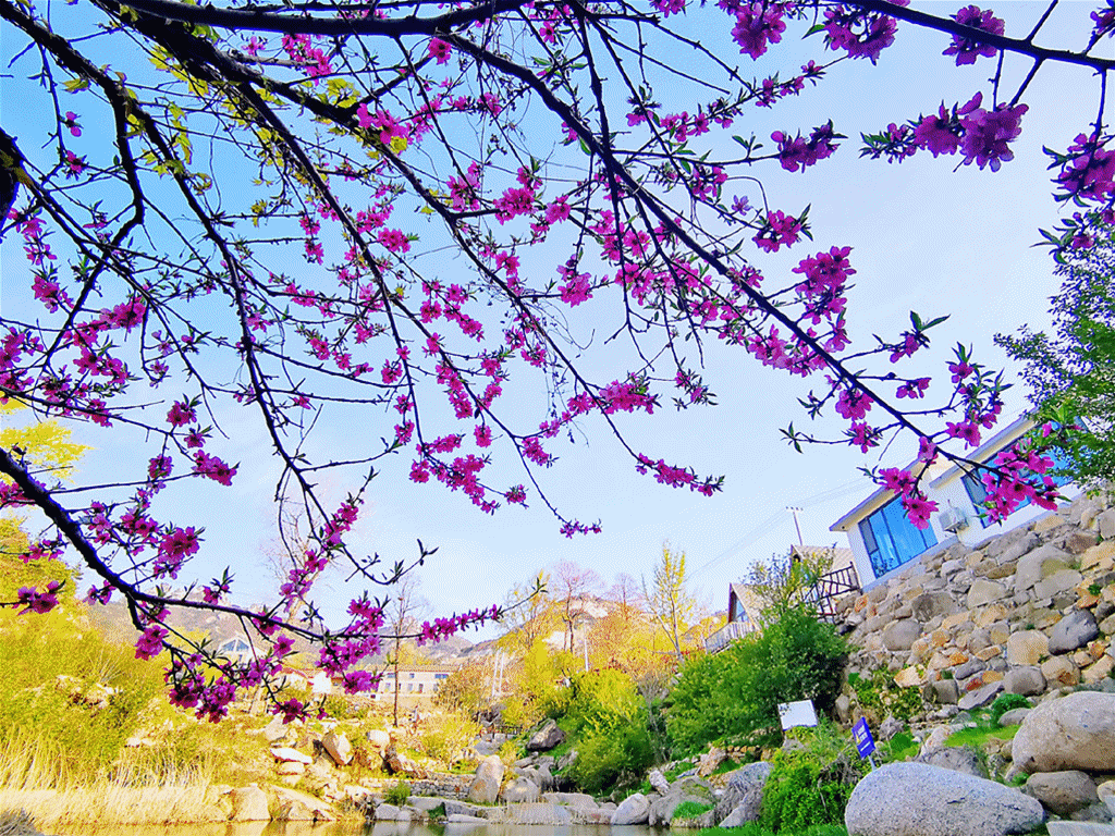 跨山海,赏花开,这样的威海你一定要来看看