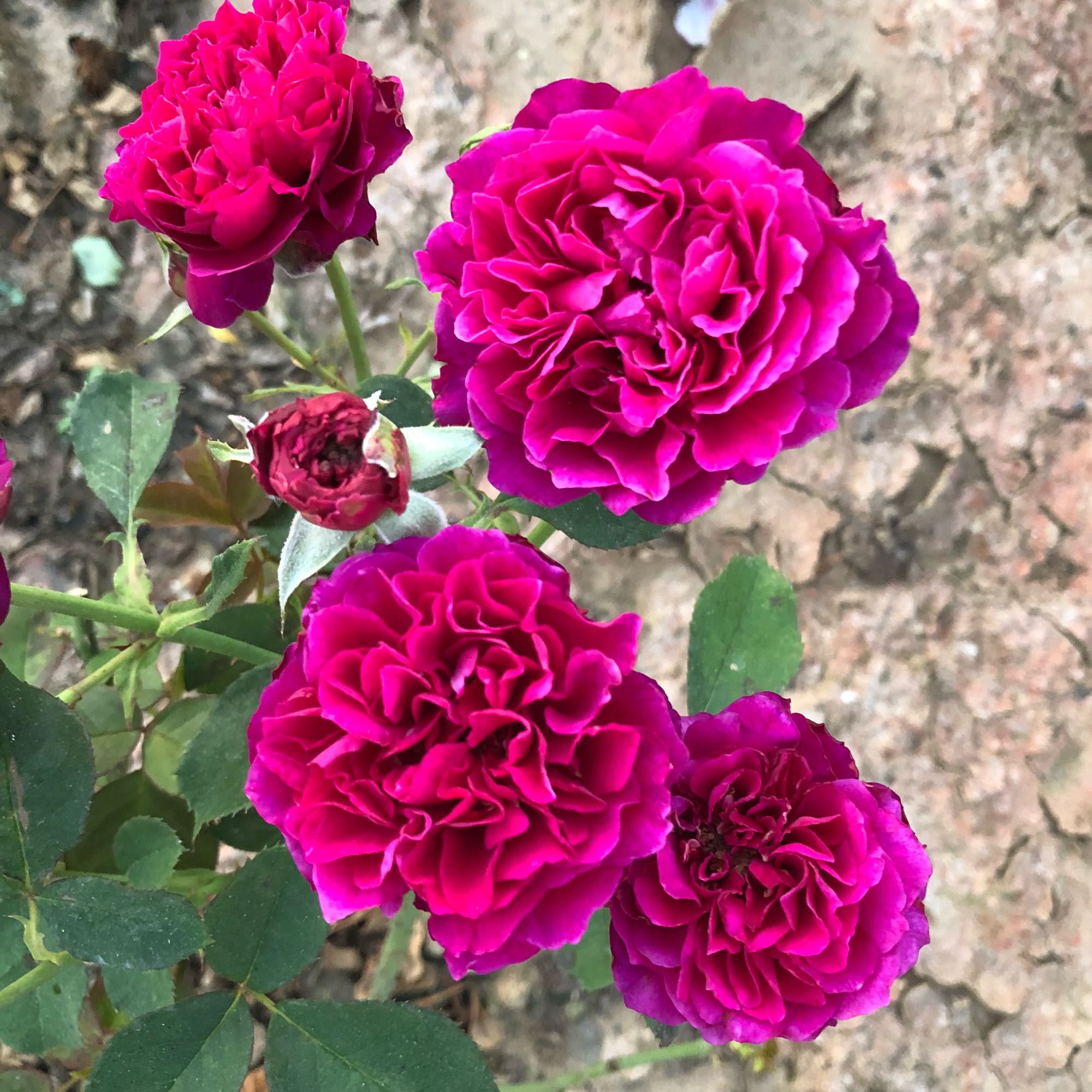 有种月季名叫"暮光之城",颜值高,香味浓,爱开花,你值得拥有