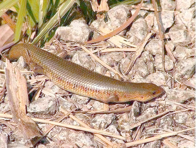 俗称"猪婆蛇"的爬行动物,模样乖巧可爱,是孩子们的宠物和玩伴