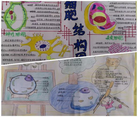 宝鸡一中开展生物绘图比赛 增强学生生物学科兴趣