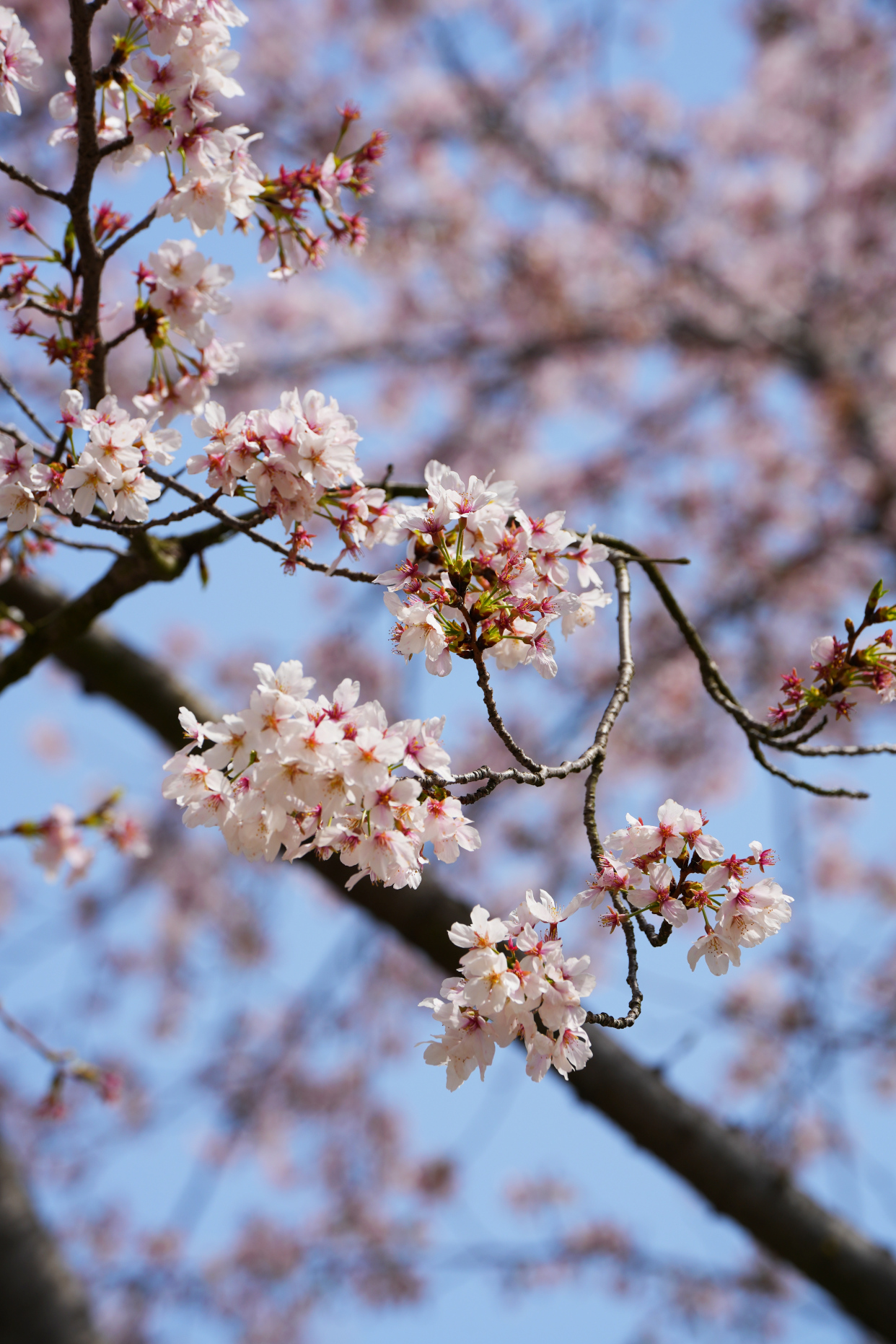 春游扬州,鉴真大道的樱花盛放,灿若云霞,很多小姐姐都过来打卡