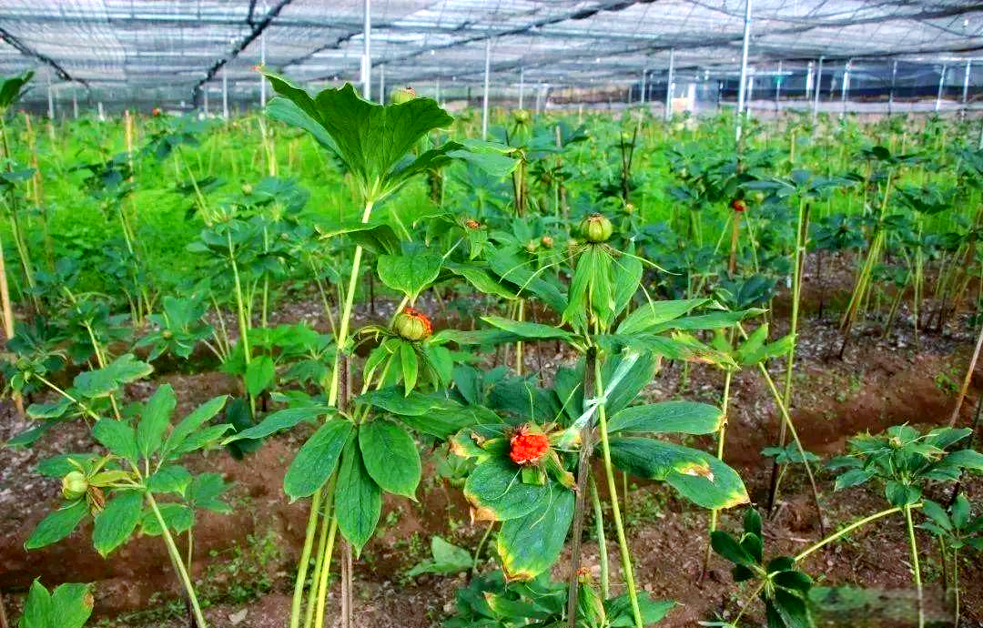 重楼种植技术要点及管理指南