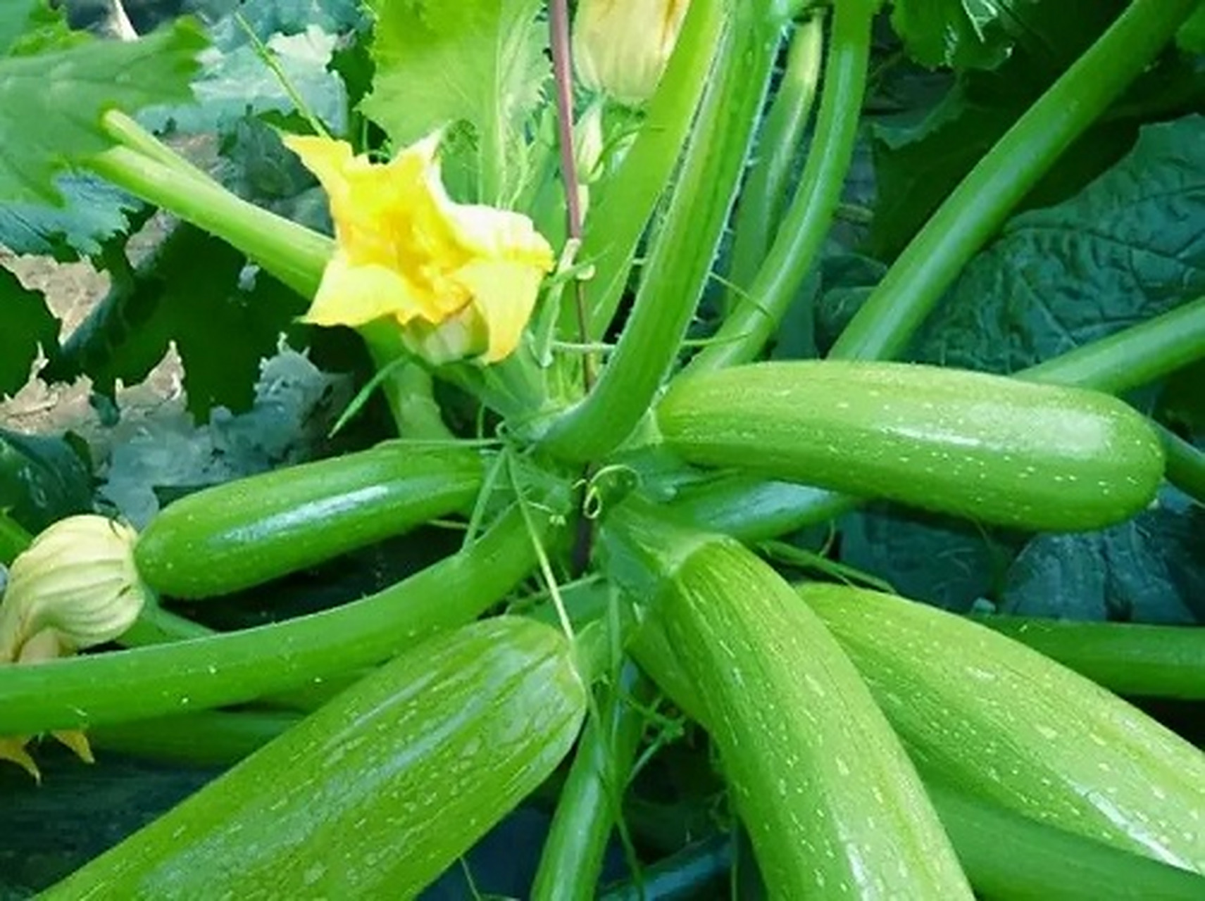 春早熟大棚西葫芦栽培技术包括选择早熟,抗病,优质,高产的品种,如早青