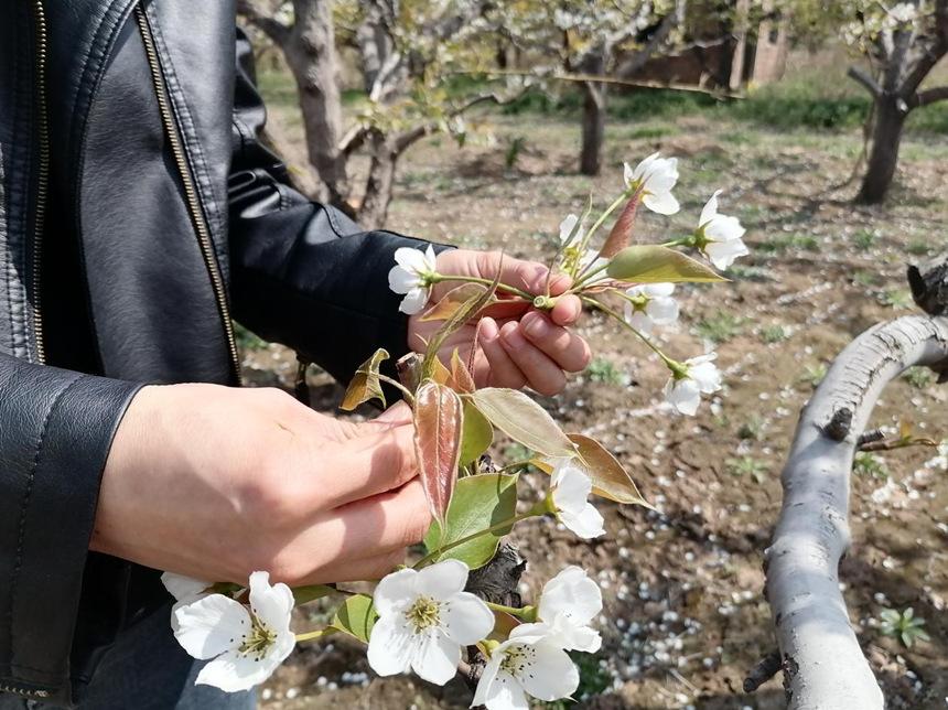 河北东光:梨花始盛开 梨农疏花忙