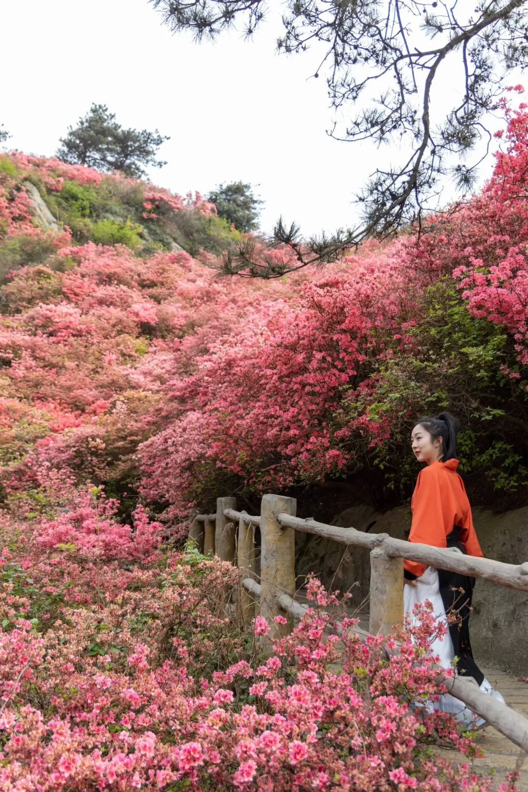 岭上开遍哟映山红第15届木兰云雾山杜鹃花节开幕倒计时
