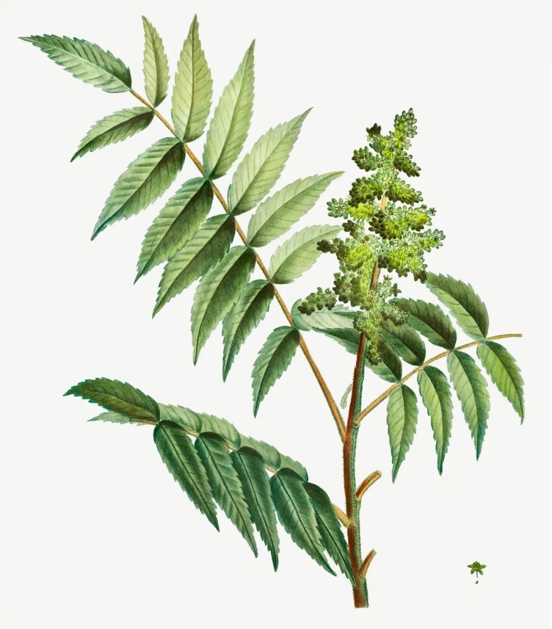 中国禾火口十图鉴