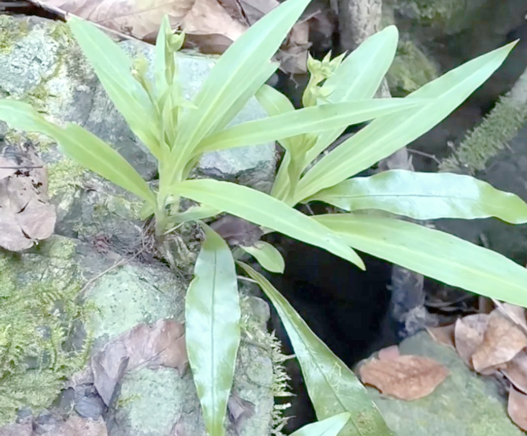 橙黄玉凤花:农村的野生植物,具有多重功效与用途