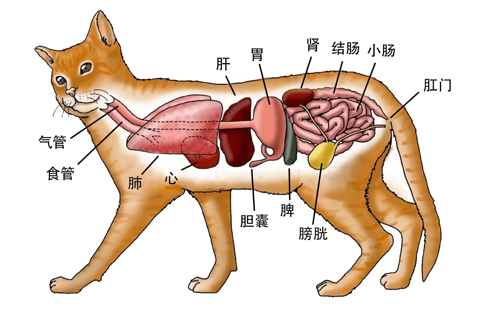养猫知识点:从头到尾解析猫咪身体结构